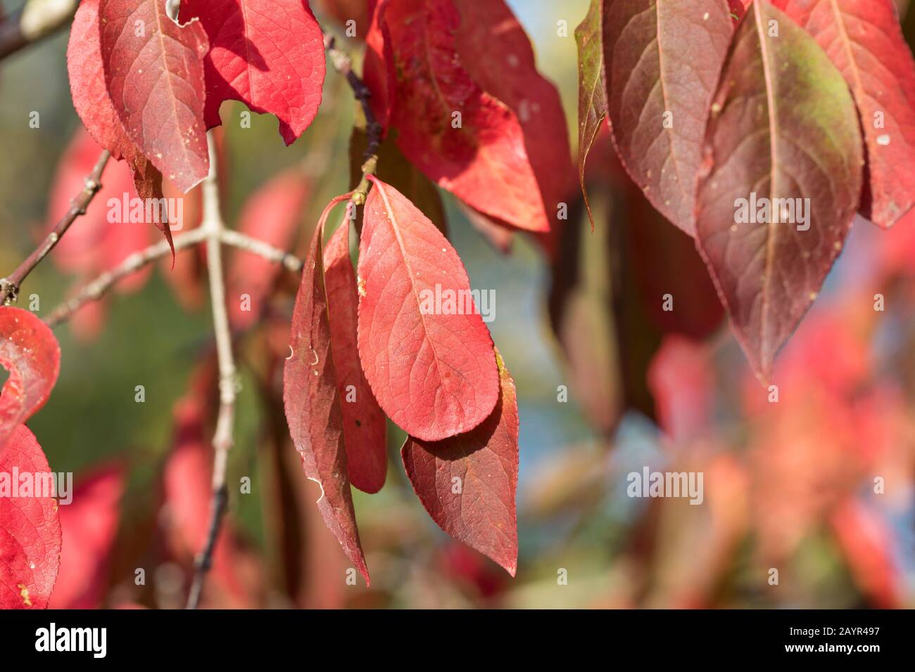 European spindle-tree (Euonymus europaea, Euonymus europaeus), autumn leaves, Germany Stock Photo