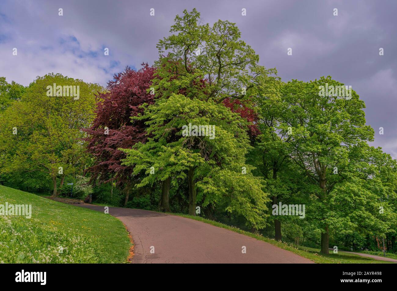 copper beech (Fagus sylvatica var. purpurea, Fagus sylvatica