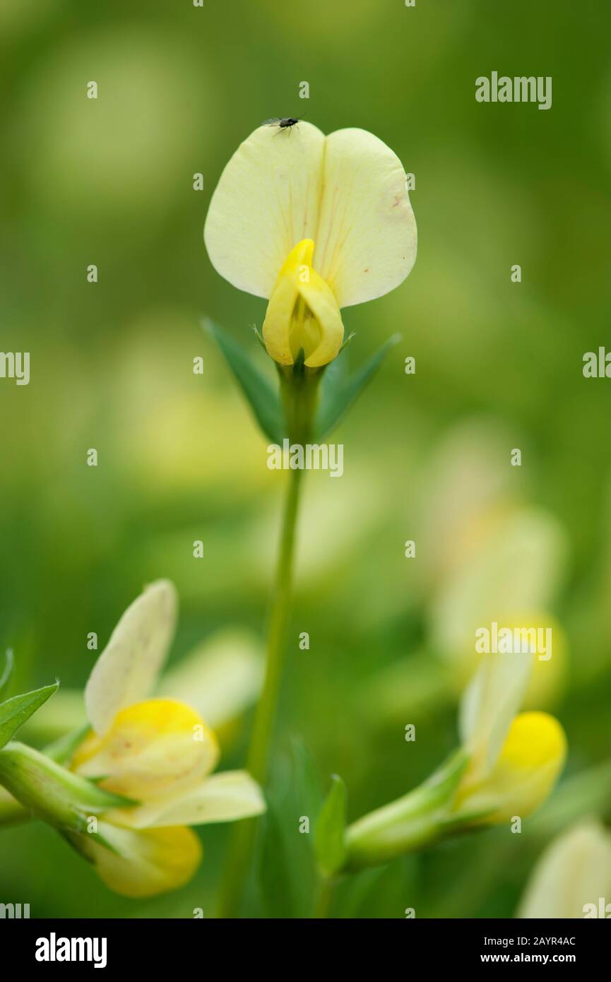 Dragon's Teeth (Tetragonolobus maritimus, Lotus maritimus, Lotus siliquosus), blooming, Germany Stock Photo