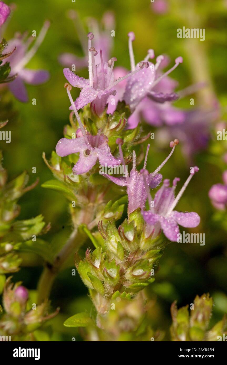 Wild thyme, Breckland thyme, Creeping thyme (Thymus serpyllum