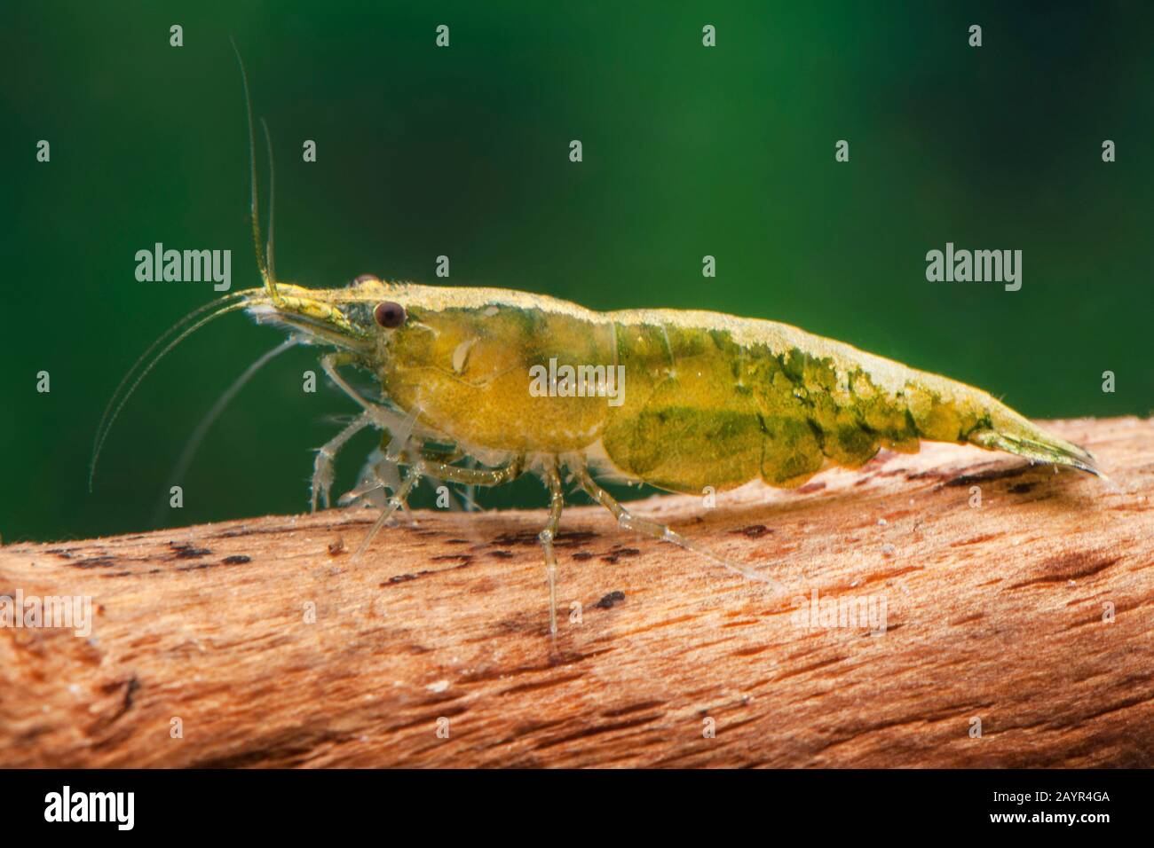 Cherry shrimp, Dwarf shrimp (Neocaridina davidi, Neocaridina heteropoda), lateral view, Green Jade Stock Photo