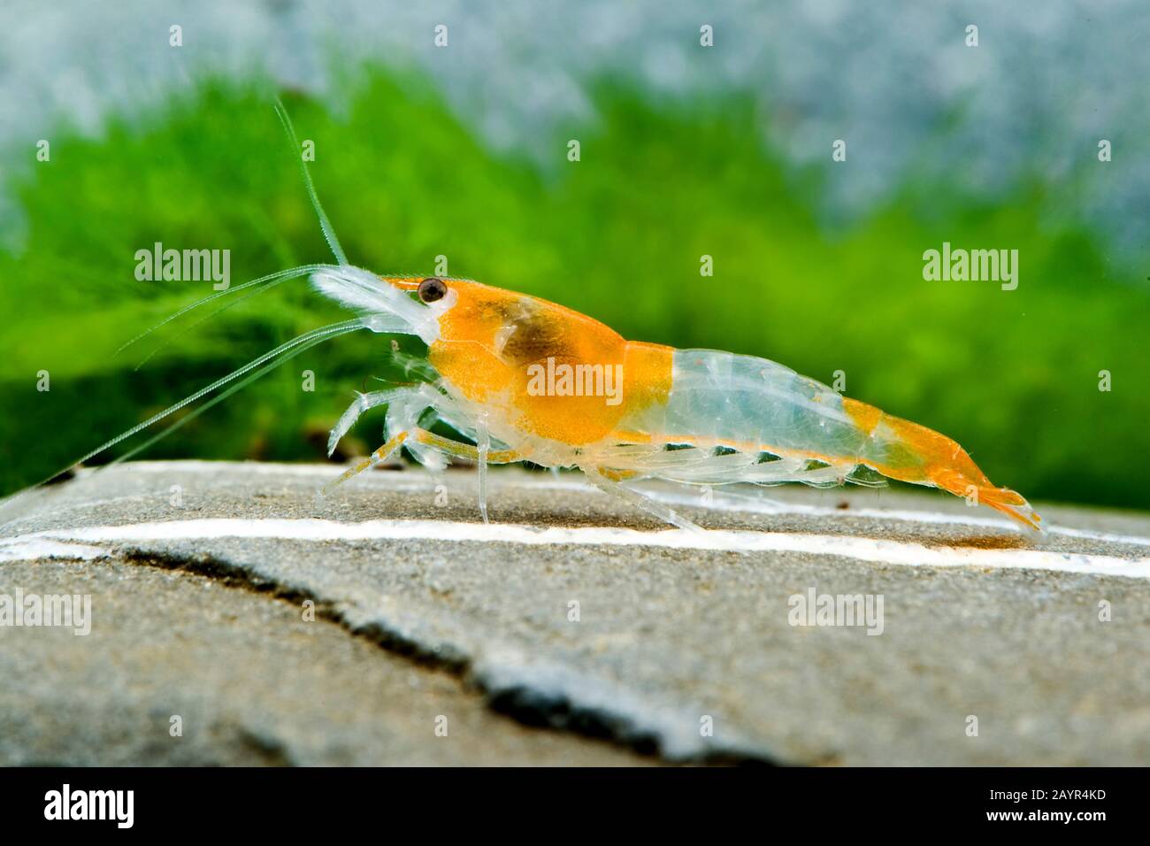 Cherry shrimp, Dwarf shrimp (Neocaridina davidi Orange Rili, Neocaridina heteropoda Orange Rili), lateral view, Orange Rili Stock Photo