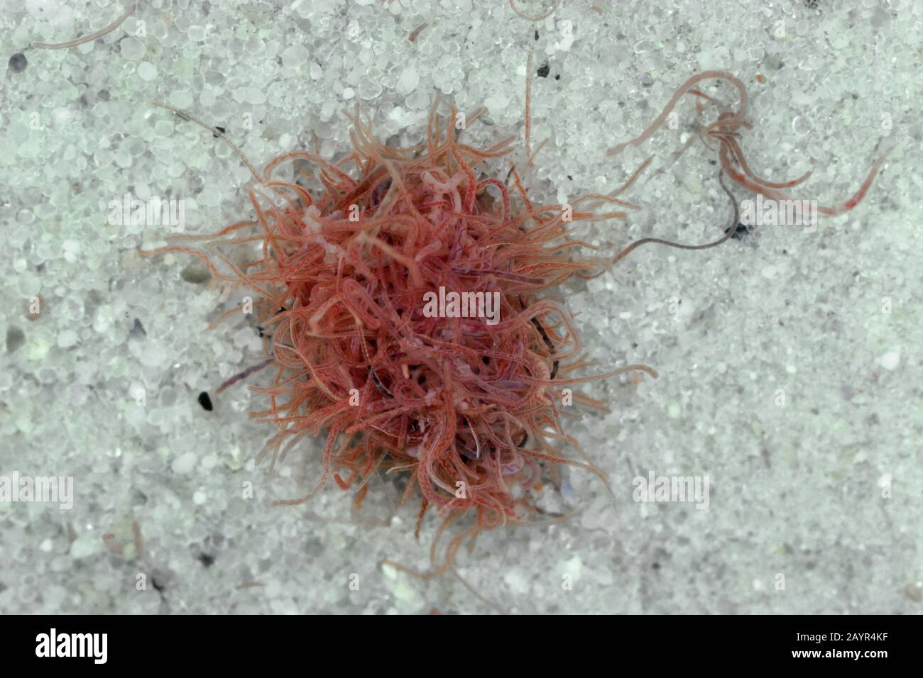 river worm, sludge-worm (Tubifex tubifex), Germany Stock Photo