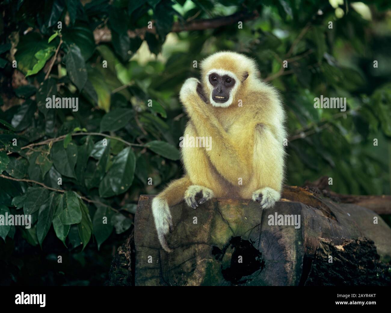common gibbon, white-handed gibbon (Hylobates lar), young animal sitting on a dead tree trunk, sandy color Stock Photo