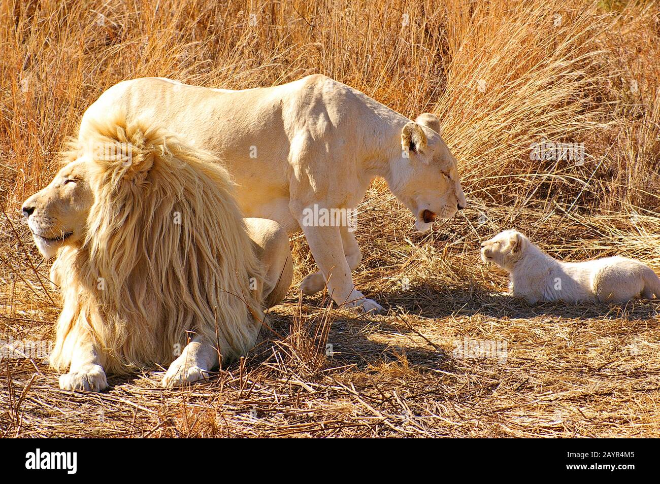 lion (Panthera leo), white lion family, South Africa Stock Photo