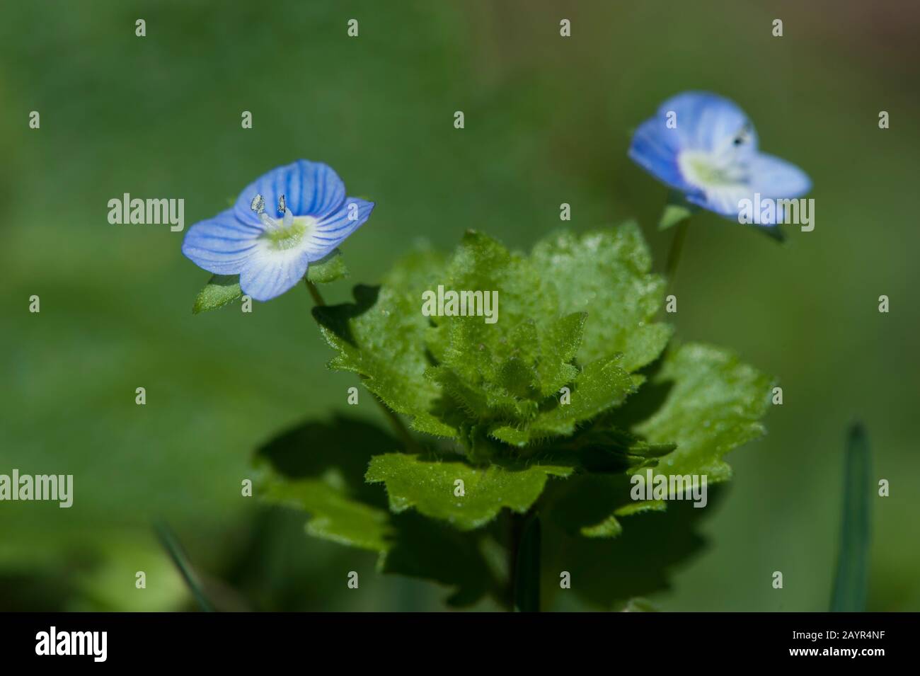 buxbaums speedwell, Persian speedwell (Veronica persica), blooming, Germany Stock Photo