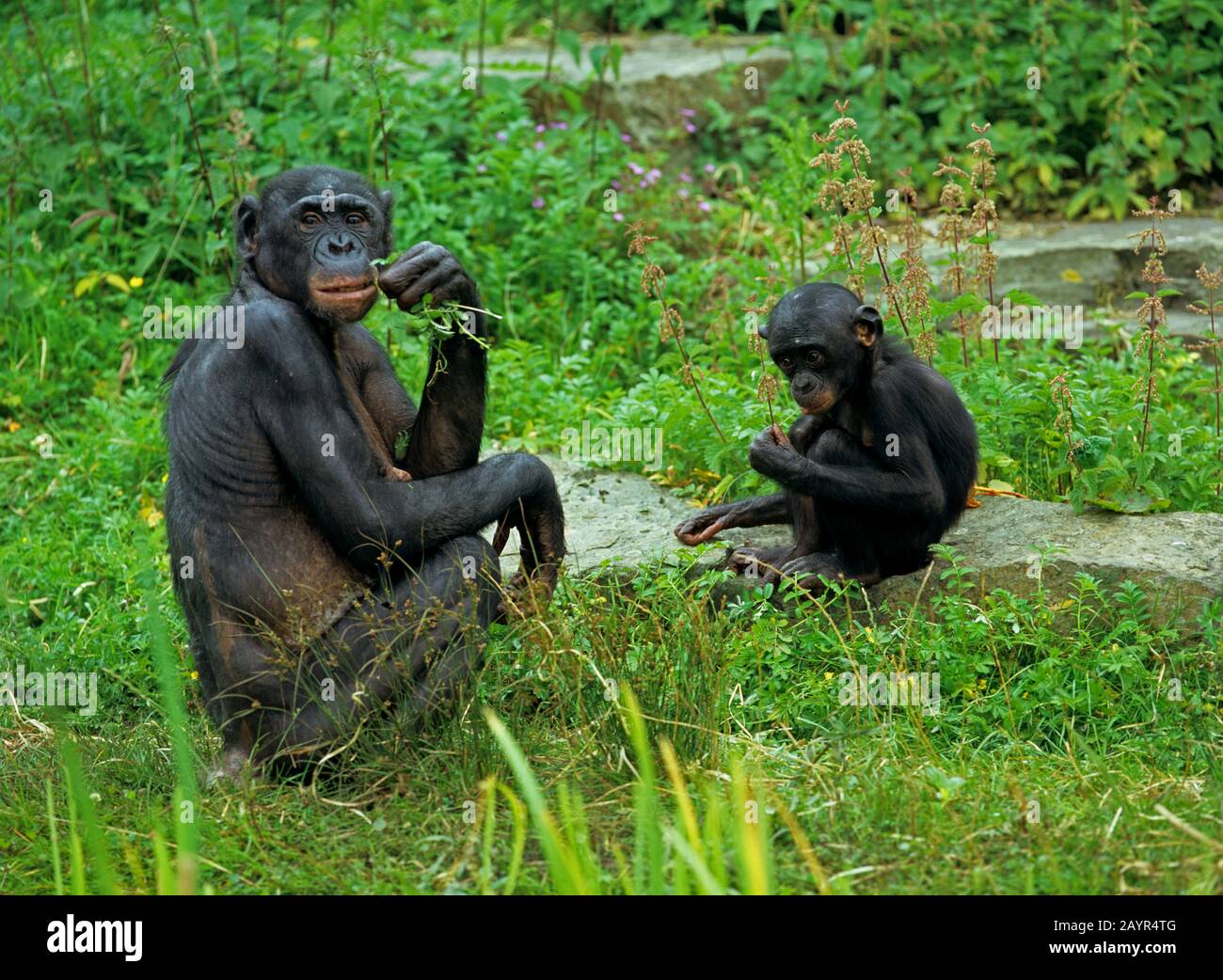 bonobo, pygmy chimpanzee (Pan paniscus), female chimpanzee squatting together with a young animal in a meadow Stock Photo