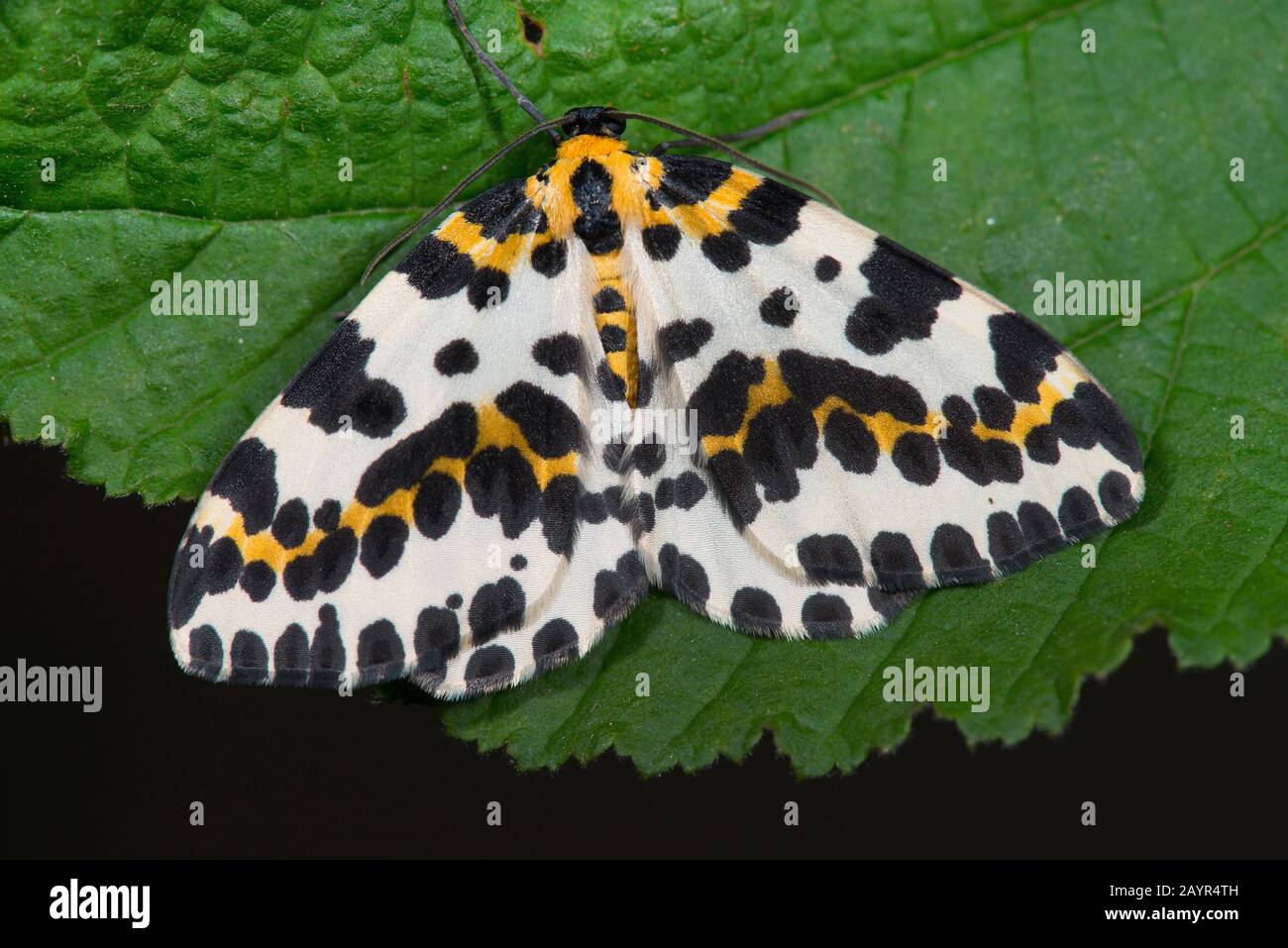 Magpie moth, Currant moth (Abraxas grossulariata), sits on a leaf, Germany Stock Photo