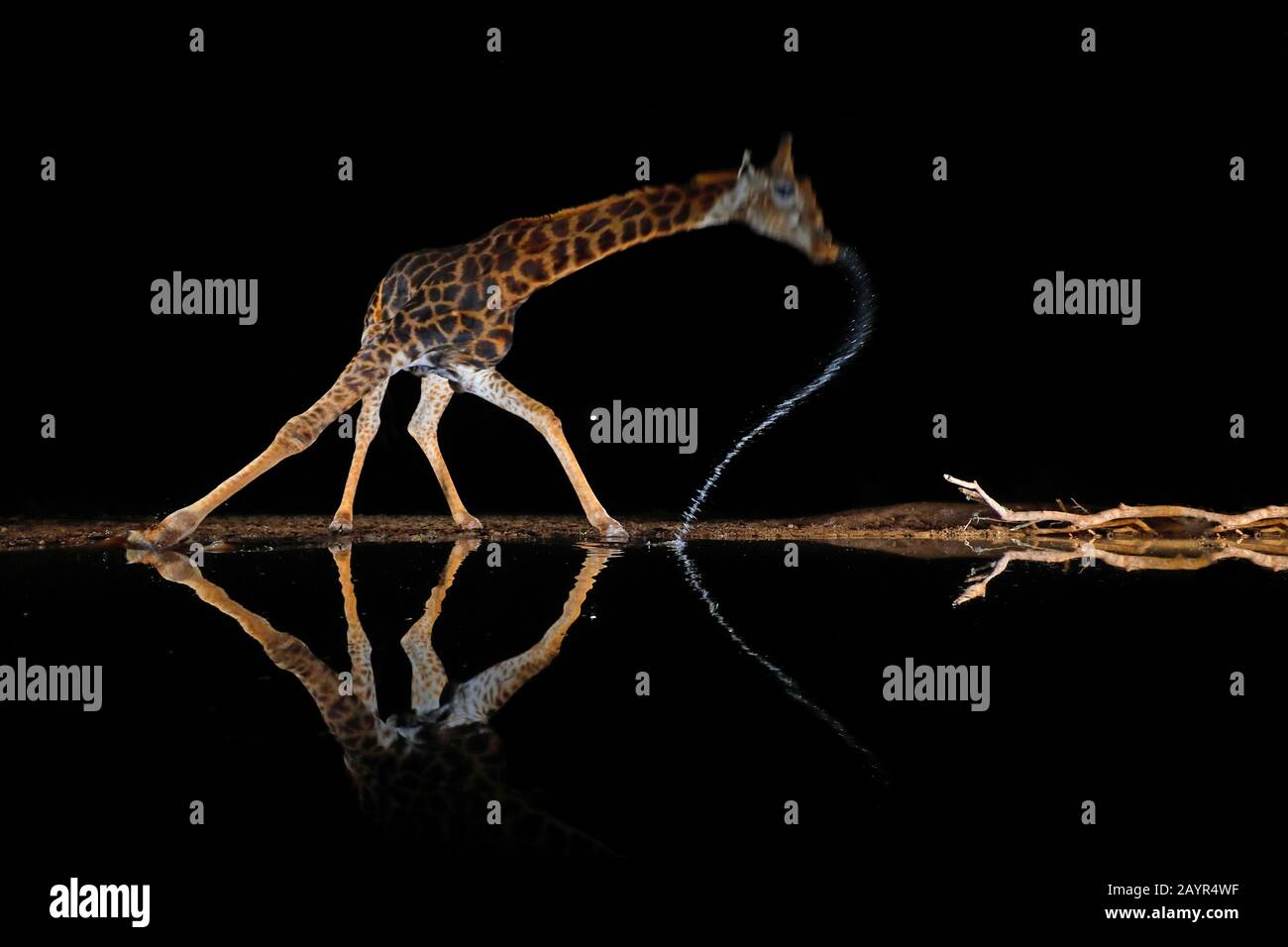 giraffe (Giraffa camelopardalis), drinking at a waterhole in the night, South Africa, Kwazulu-Natal, Zimanga Game Reserve Stock Photo