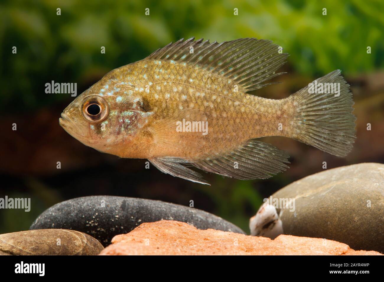 Bluespotted sunfish (Enneacanthus gloriosus), side view Stock Photo