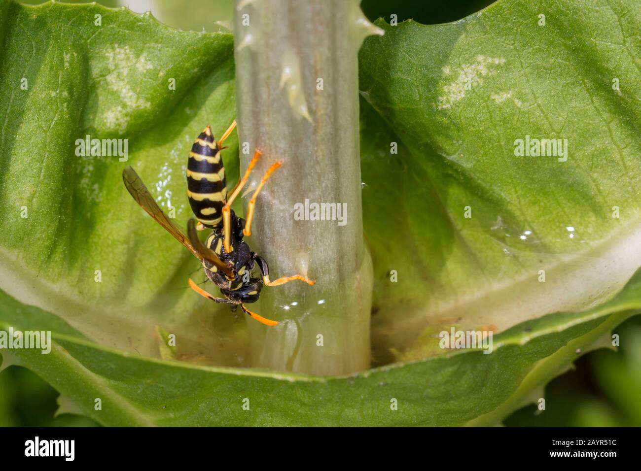 Paper wasp (Polistes gallica, Polistes dominula), drinks water from the folded leaves of a wild teasel, Dipsacus fullonum, Germany, Bavaria, Niederbayern, Lower Bavaria Stock Photo