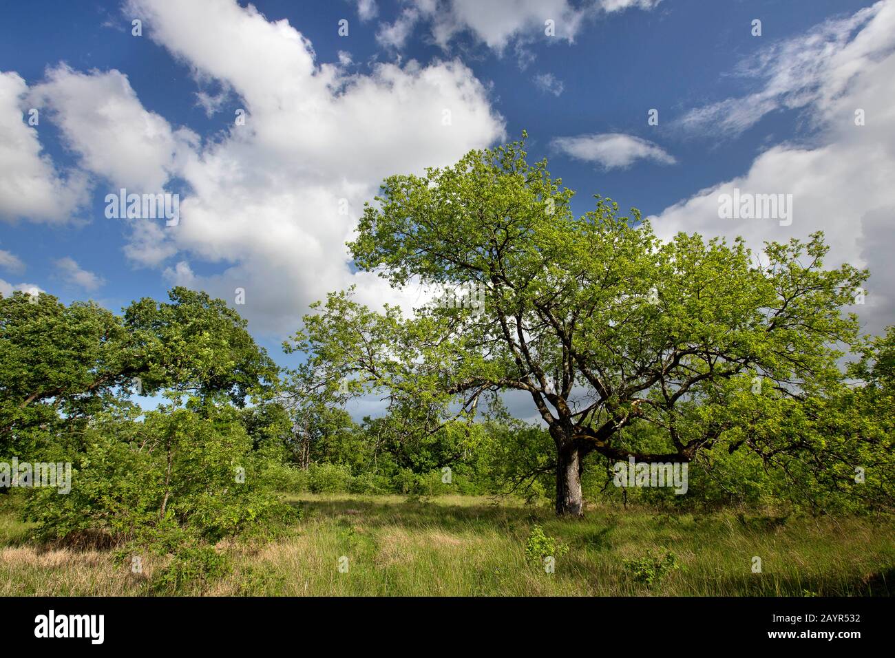 common oak, pedunculate oak, English oak (Quercus robur. Quercus pedunculata), oaks on calcareous grassland, France, Indre, Regionale Naturpark Brenne, La Brenne Stock Photo