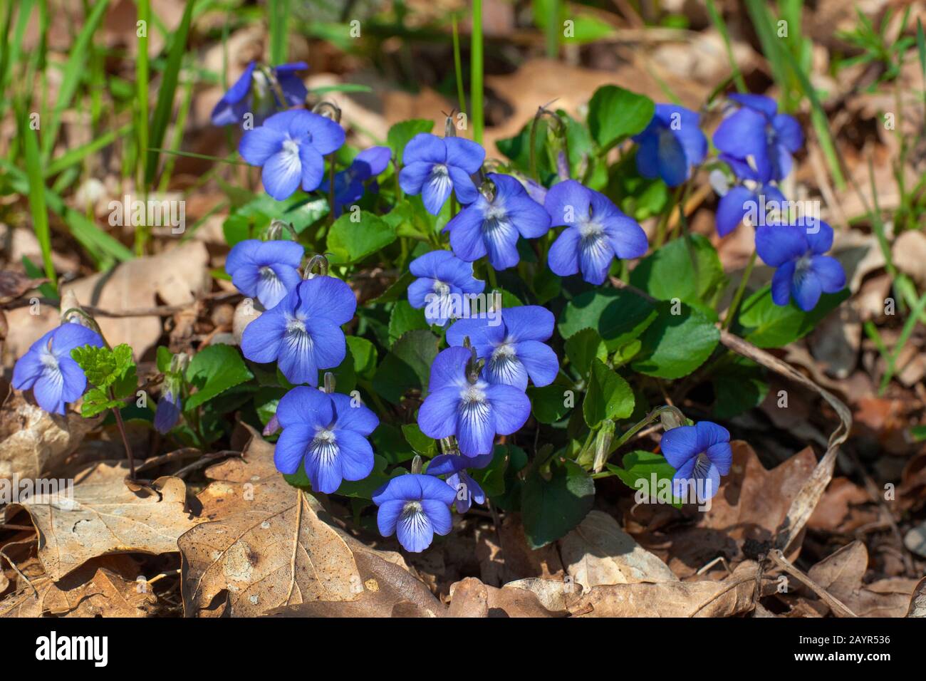 common violet, common dog-violet (Viola riviniana), flower, Germany ...