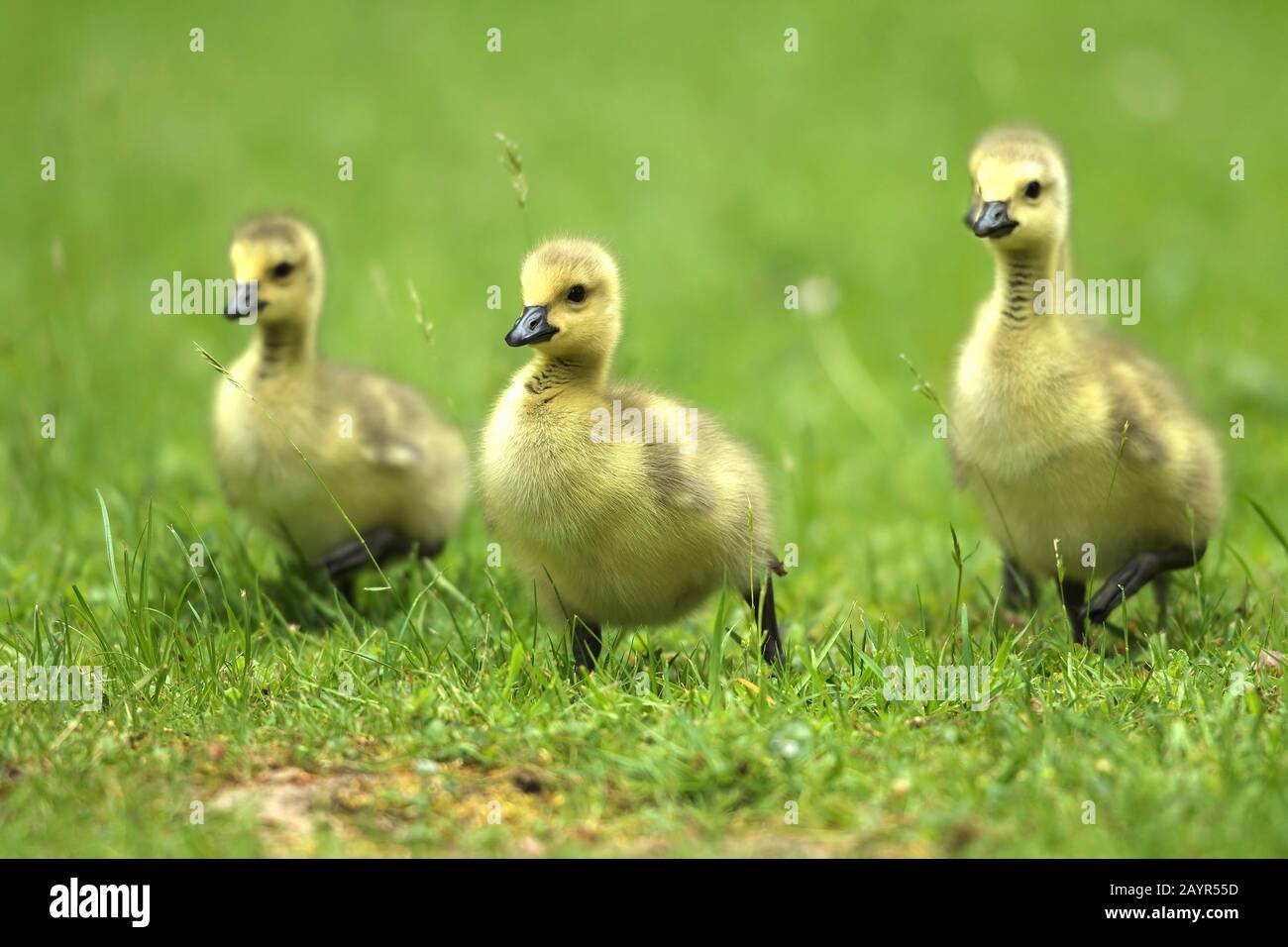 Canada goose (Branta canadensis), goslings of a Canada goose, Germany Stock Photo