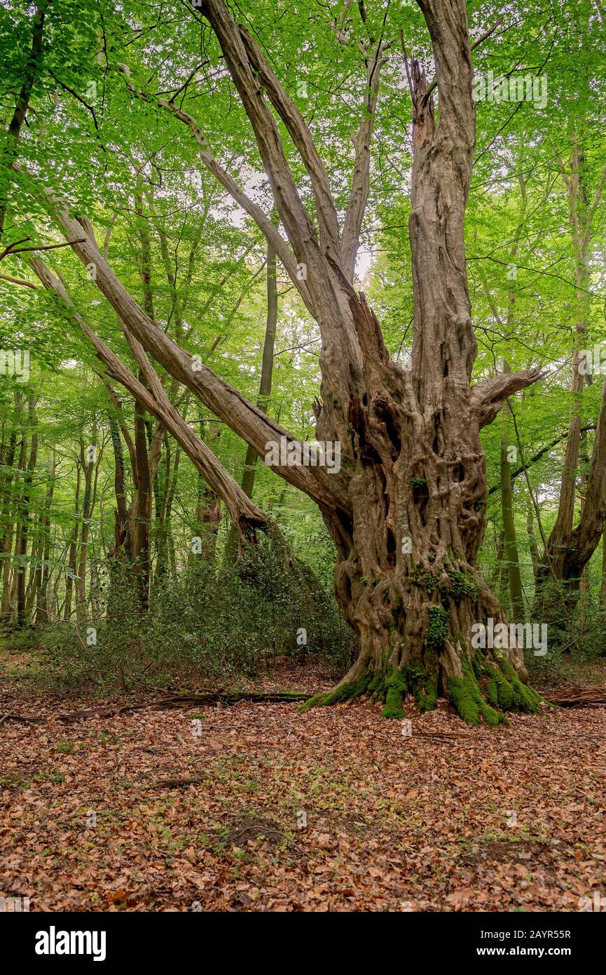 common hornbeam, European hornbeam (Carpinus betulus), old tree in ...