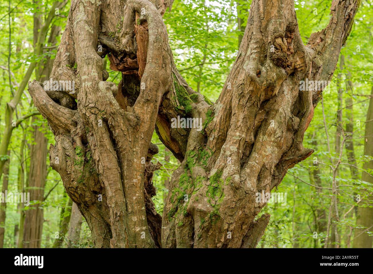 common hornbeam, European hornbeam (Carpinus betulus), old tree in ...