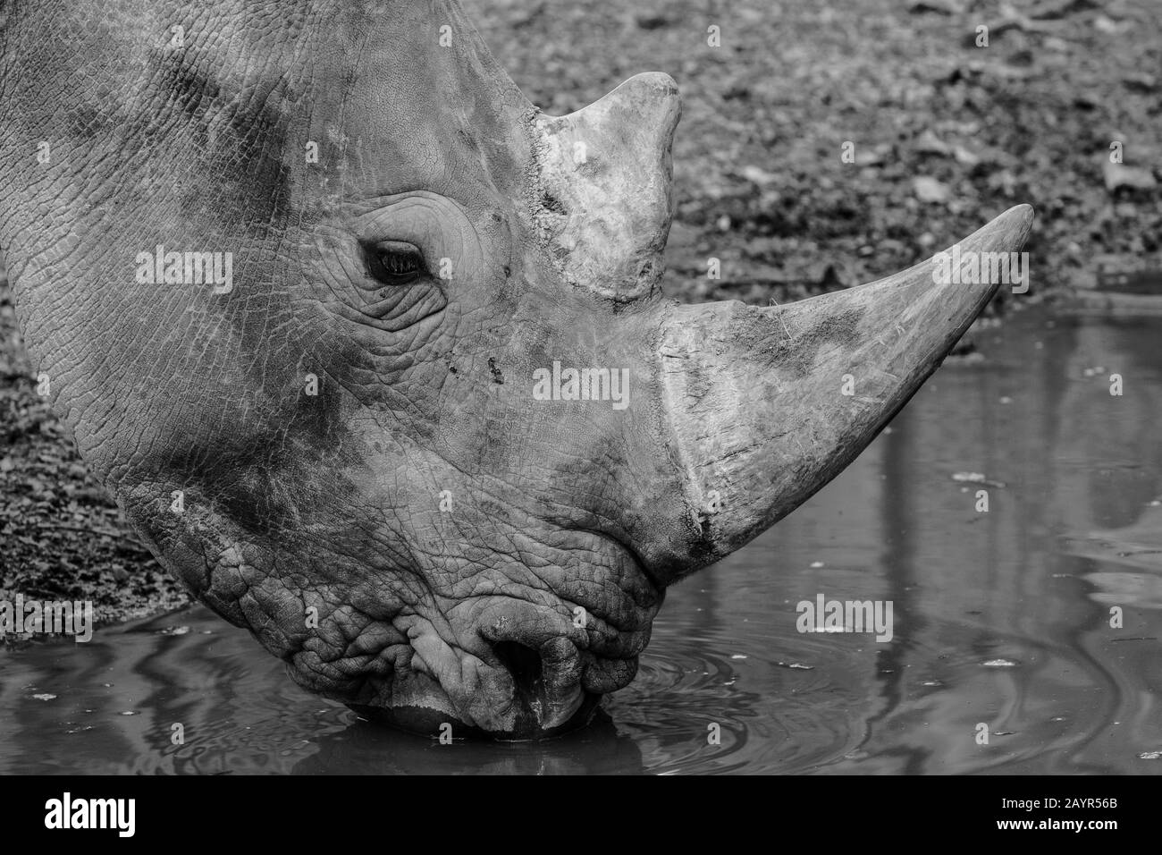 white rhinoceros, square-lipped rhinoceros, grass rhinoceros (Ceratotherium simum), drinks, Africa Stock Photo