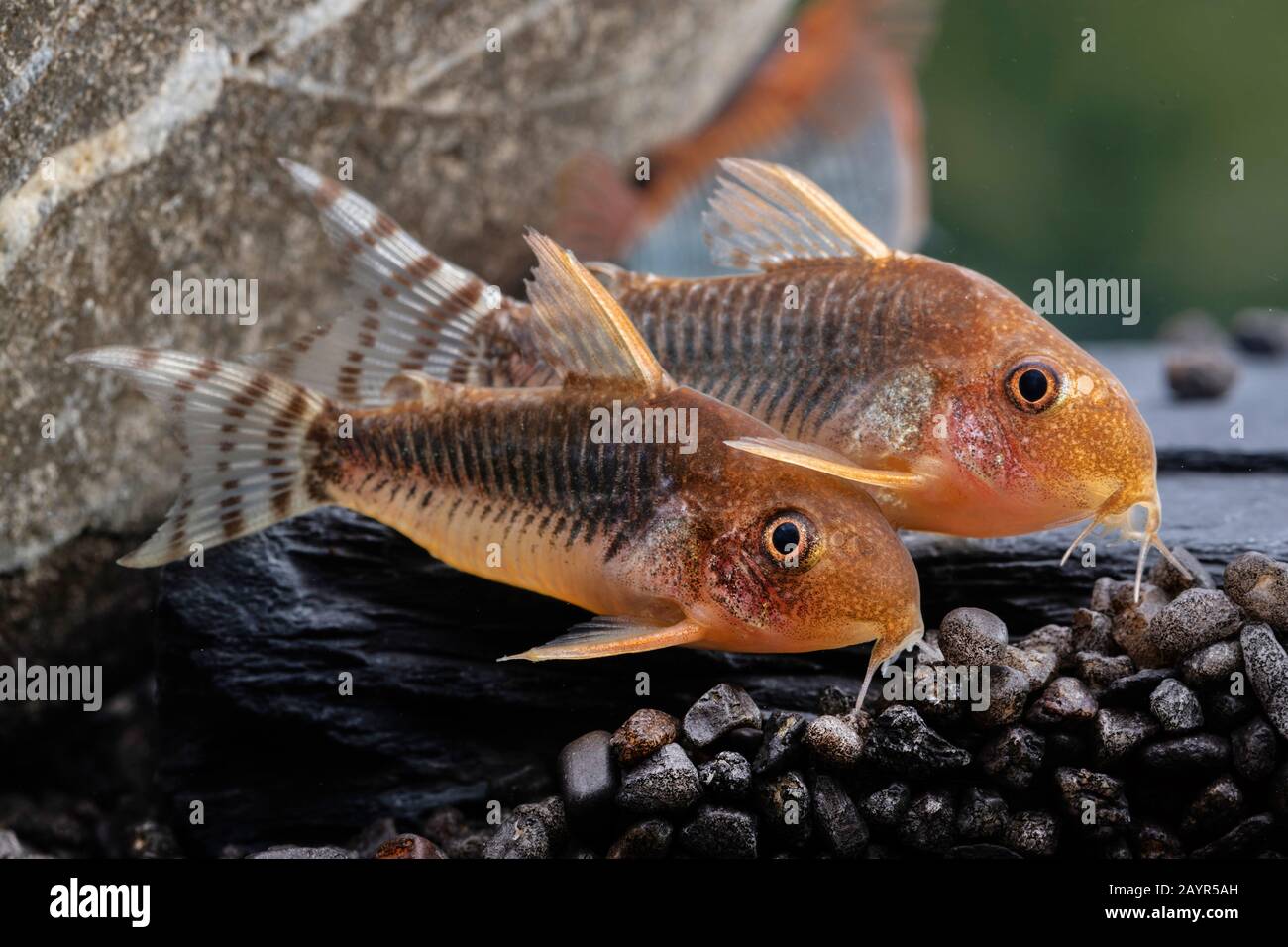 Corydoras catfish (Corydoras gossei), on rocky bottom Stock Photo