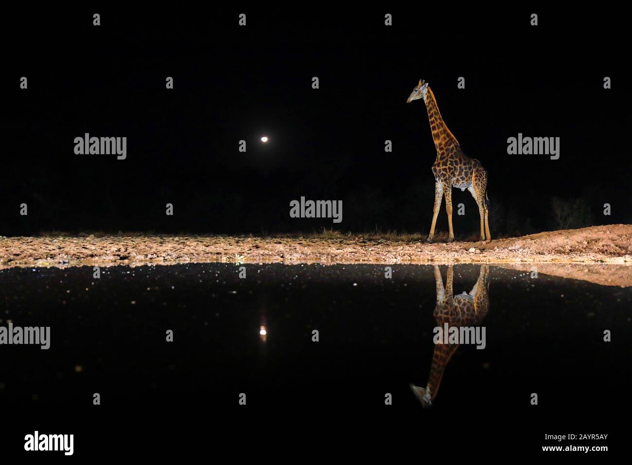 giraffe (Giraffa camelopardalis), standing at a waterhole in the night of a full moon, South Africa, Kwazulu-Natal, Zimanga Game Reserve Stock Photo