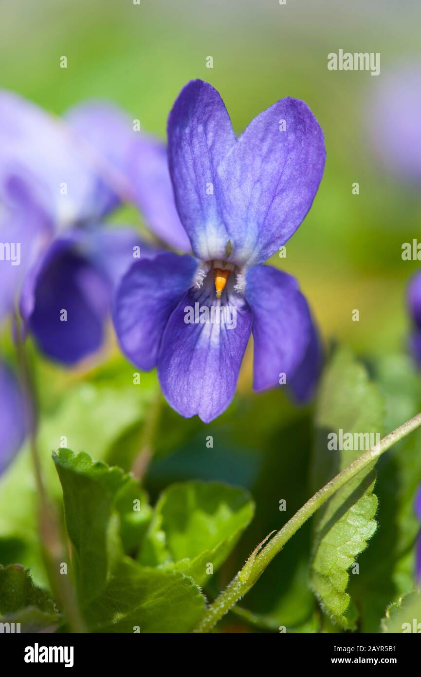 Violet flower hires stock photography and images Alamy