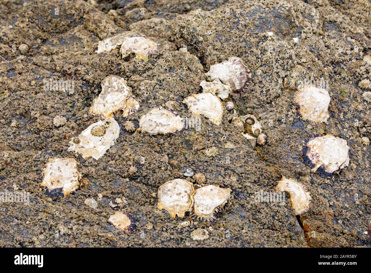 Pacific oyster, giant Pacific oyster, Japanese oyster (Crassostrea gigas, Crassostrea pacifica), in tidal zone, France, Pays de la Loire, Challans, Ile de Noirmoutier Stock Photo