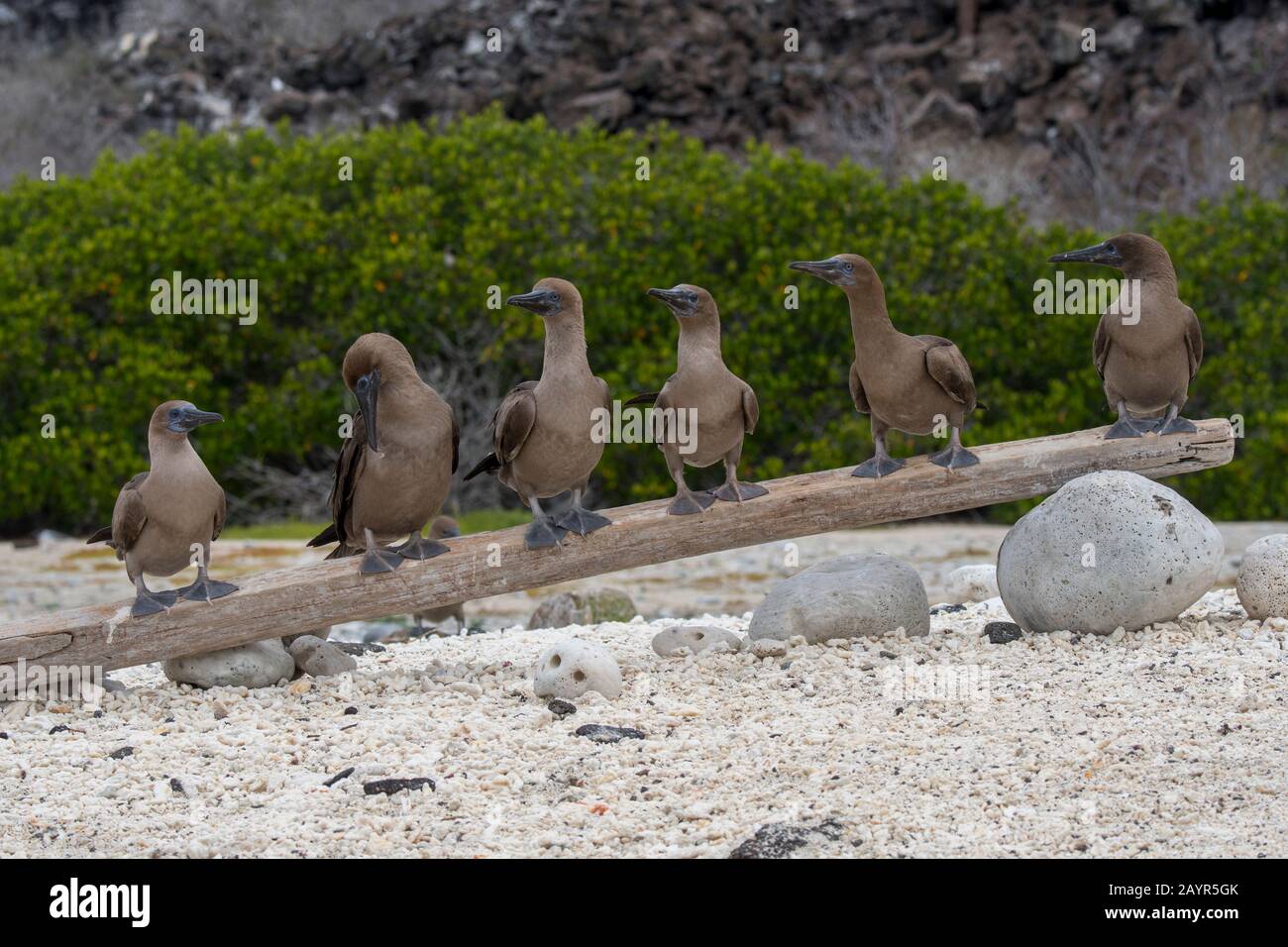 A group of juvenile Red-footed booby (Sula sula) perched on a log on a beach on Genovesa Island (Tower Island) in the Galapagos Islands, Ecuador. Stock Photo