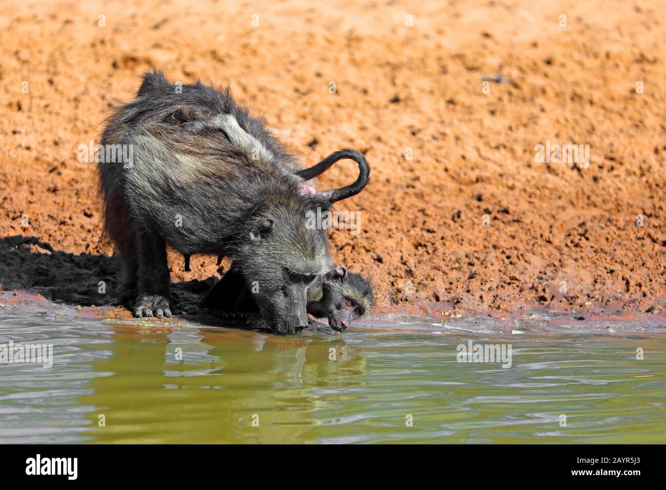 Chacma baboon, anubius baboon, olive baboon (Papio ursinus, Papio cynocephalus ursinus), female and pup drink, South Africa, Kwazulu-Natal, Mkhuze Game Reserve Stock Photo