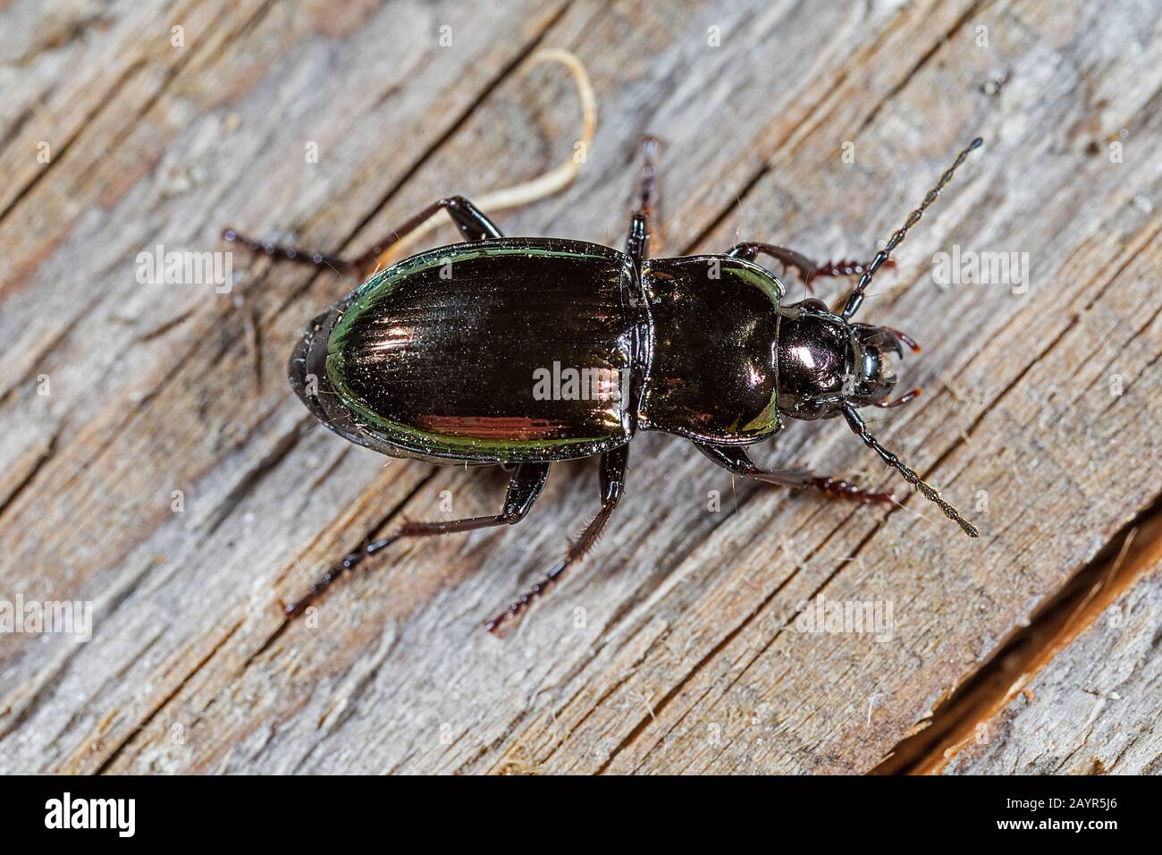 Cloaker (Pterostichus burmeisteri, Pterostichus metallicus, Pterostichus metallica), sitting on wood, view from above, Germany Stock Photo