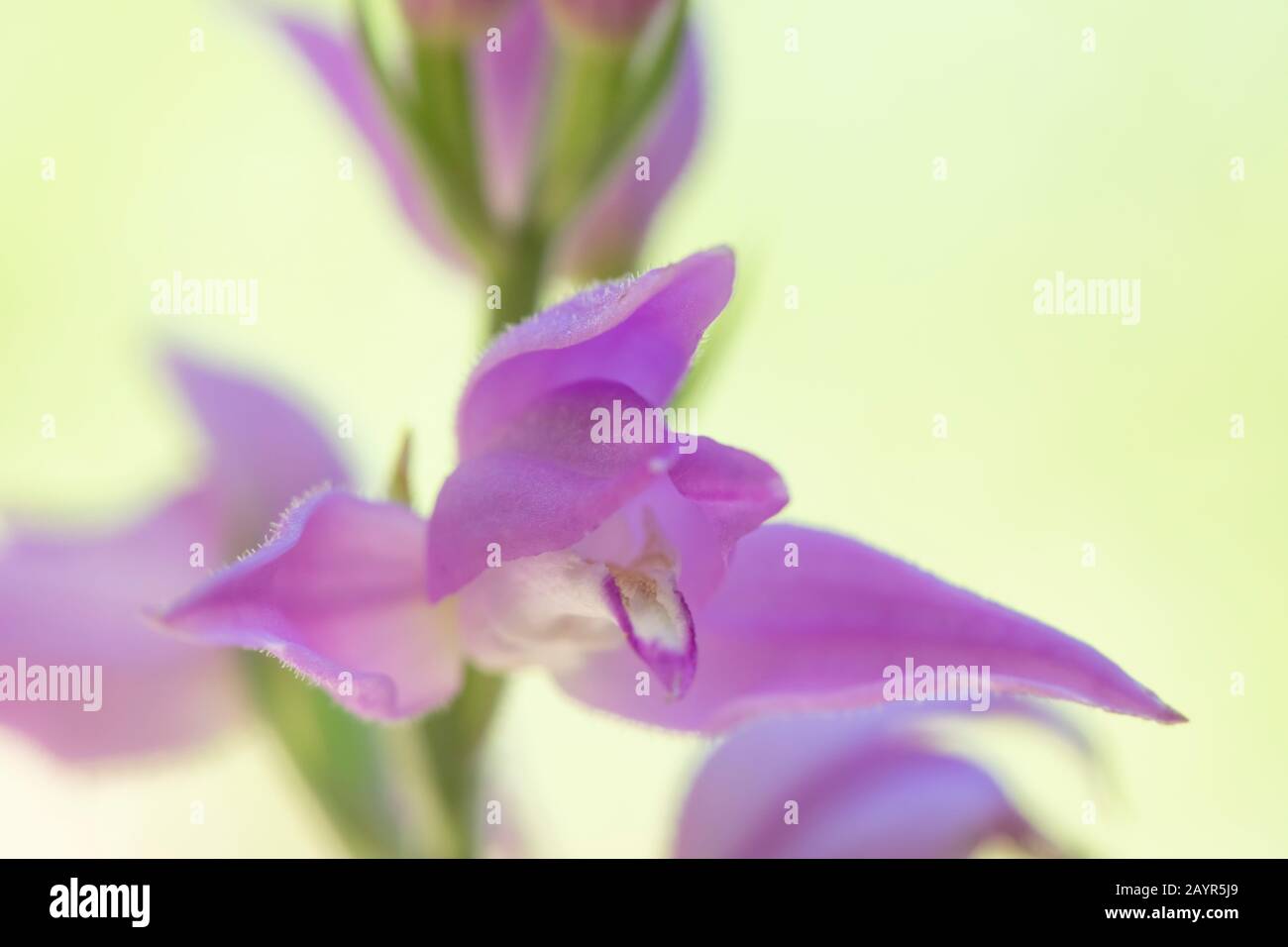 Red helleborine (Cephalanthera rubra), flower, Germany, Bavaria Stock Photo