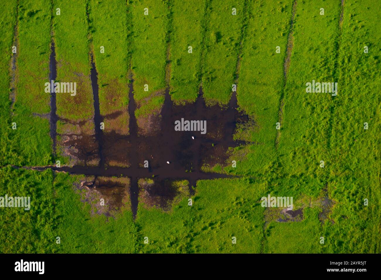 Water in a depression in marshland, a pair of swans foraging there, aerial view, Germany, Schleswig-Holstein Stock Photo