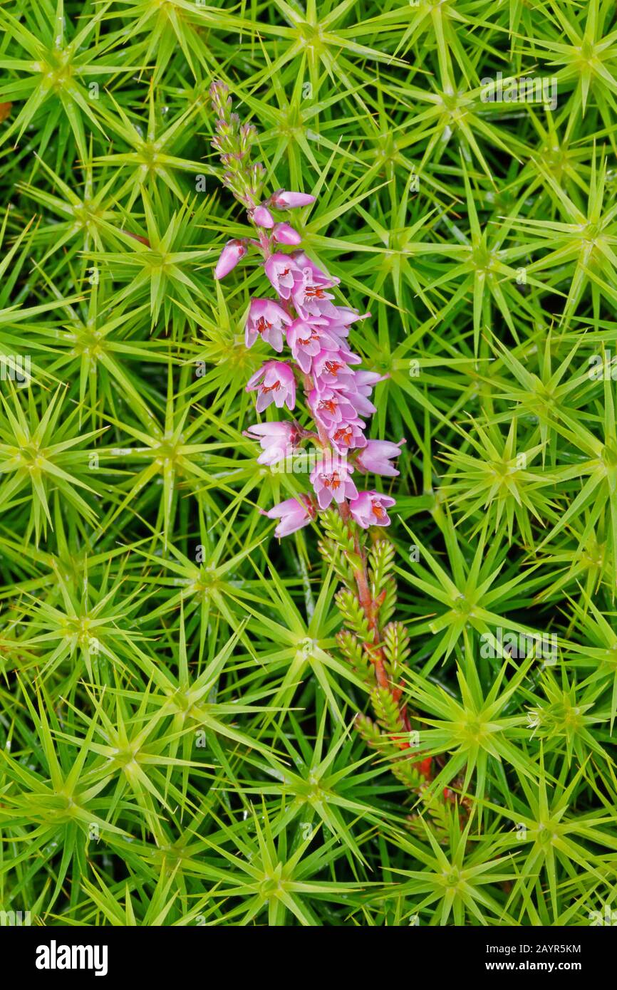 Common Heather, Ling, Heather (Calluna vulgaris), and Polytrichum formosum, Switzerland Stock Photo