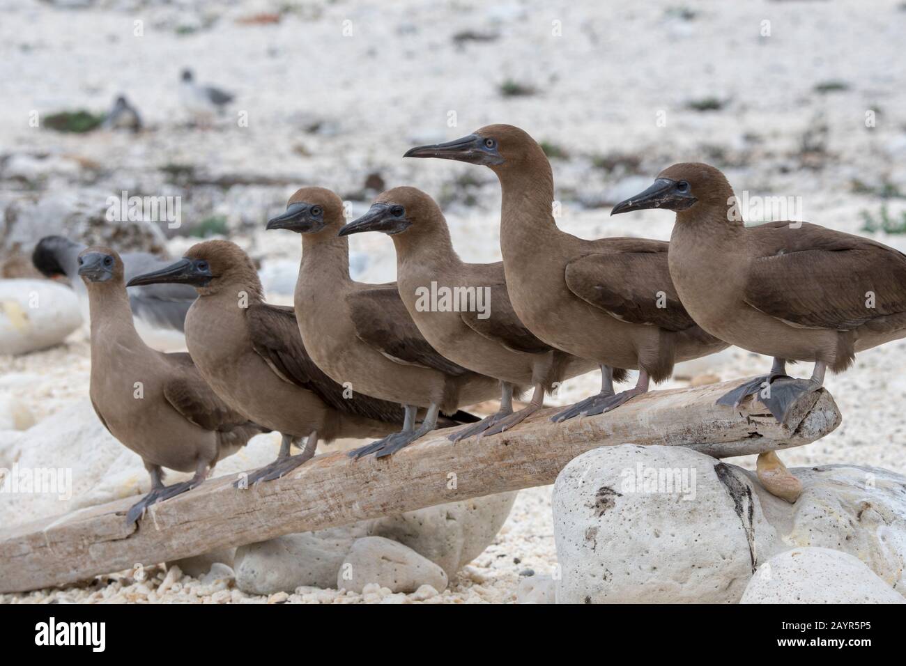 A group of juvenile Red-footed booby (Sula sula) perched on a log on a beach on Genovesa Island (Tower Island) in the Galapagos Islands, Ecuador. Stock Photo