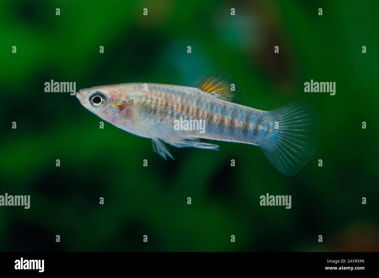 Tiburon-Limia (Limia tridens), swimming Stock Photo