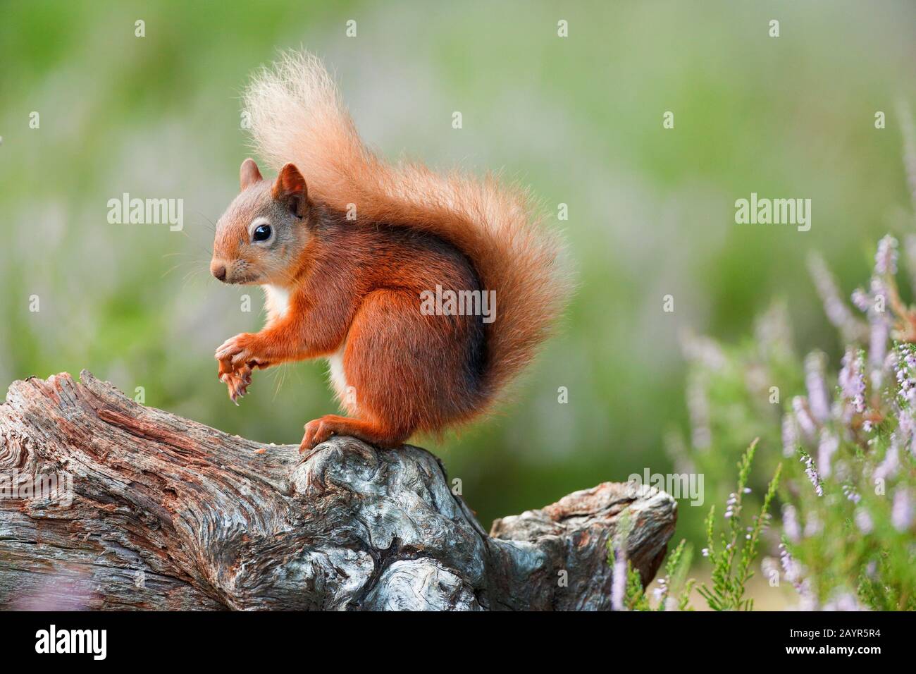 European red squirrel, Eurasian red squirrel (Sciurus vulgaris), perches feeding on a dead tree log, side view, Switzerland Stock Photo