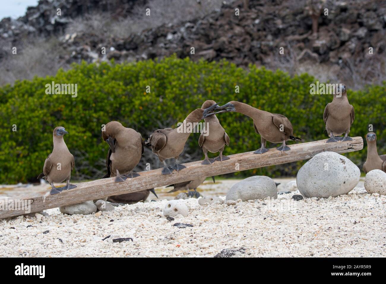 A group of juvenile Red-footed booby (Sula sula) perched on a log on a beach on Genovesa Island (Tower Island) in the Galapagos Islands, Ecuador. Stock Photo
