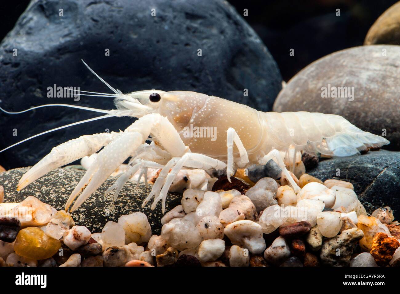 Aquarium crayfish hi-res stock photography and images - Page 5 - Alamy