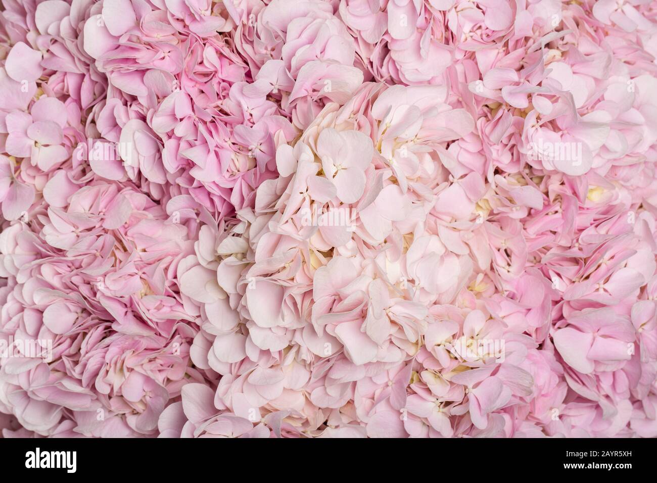 Beautiful background of hydrangea flowers Stock Photo - Alamy
