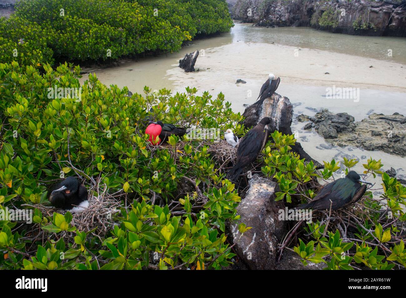 Nesting frigate birds with chick on Genovesa Island (Tower Island) in the Galapagos Islands, Ecuador. Stock Photo