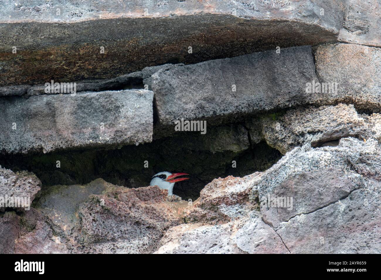 A Red-billed tropicbird (Phaethon aethereus mesonauta)  is nesting in a cliff on Genovesa Island (Tower Island) in the Galapagos Islands, Ecuador. Stock Photo