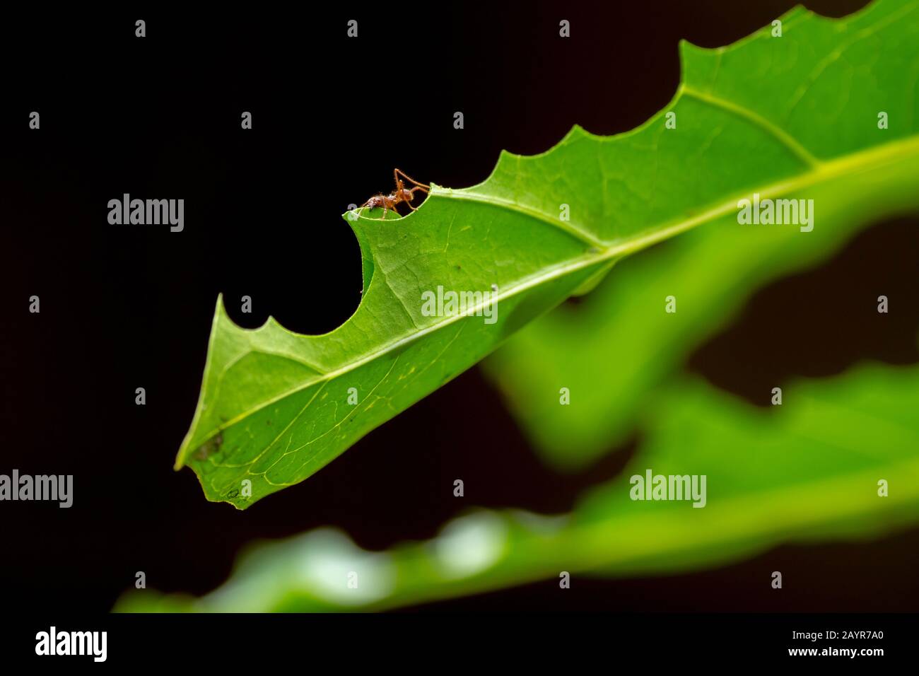 Leafcutter ants cutting up a leaf in order to cultivate fungus for food