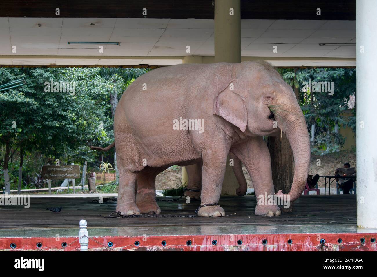 Royal White Elephants at Hsin Hpyu Daw Park in Yangon (Rangoon), the largest city in Myanmar Stock Photo - Alamy Royal White Elephants at Hsin Hpyu Daw Park in Yangon (Rangoon), the largest city in Myanmar Stock Photo - Alamy