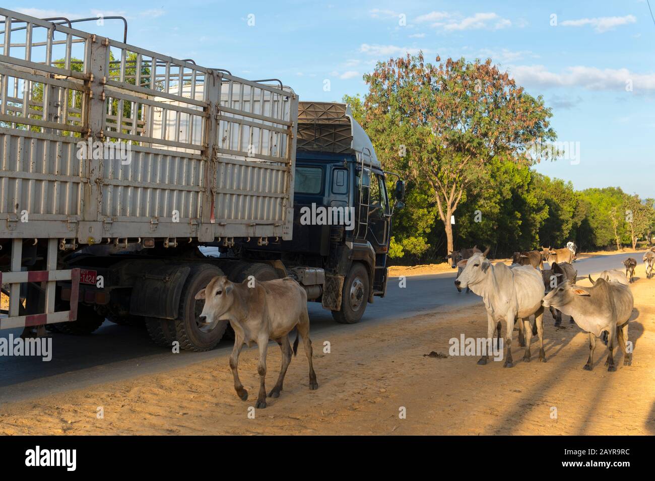 A cattle drive on the road between Heho and Inle Lake in Myanmar. Stock Photo