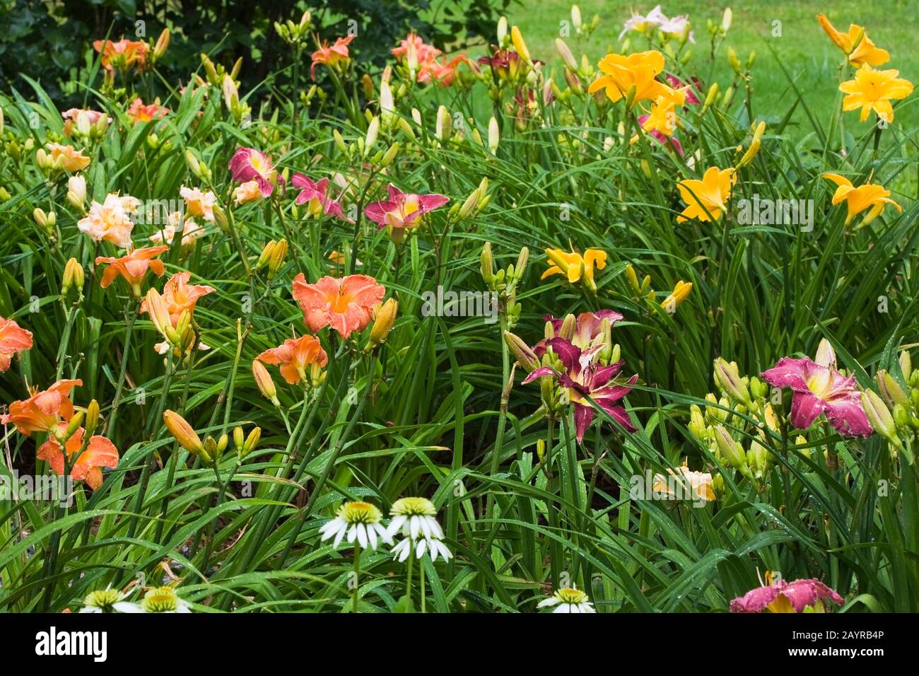Orange, purple and yellow Hemerocallis - Daylily flowers in border after rainfall in backyard country garden in summer. Stock Photo