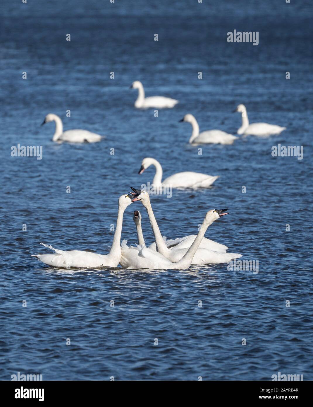 Group of tundra swans communicating as they swim past each other Stock Photo