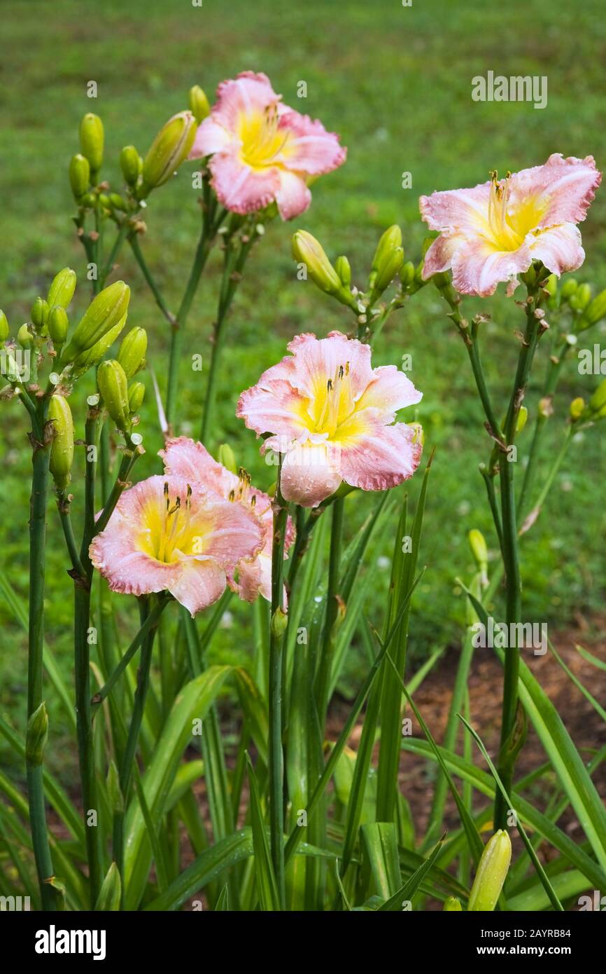Close-up of pink and yellow hybrid Hemerocallis - Daylily flowers in border after rainfall in backyard country garden in summer. Stock Photo