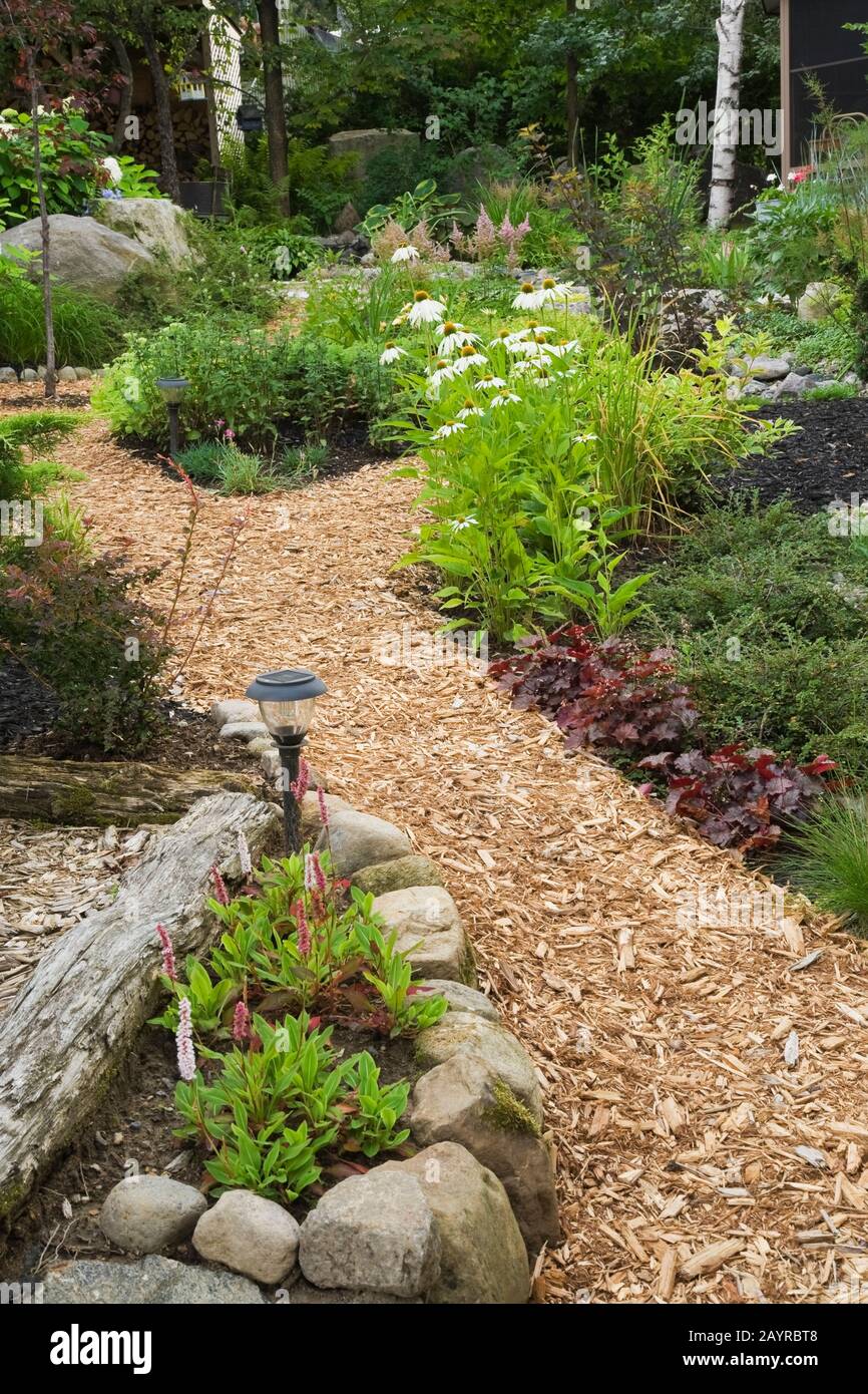 Cedar mulch path through garden borders with Polygonum affine - Himalayan Fleece flowers in foreground, Heuchera micrantha 'Purple Palace' - Alumroot. Stock Photo