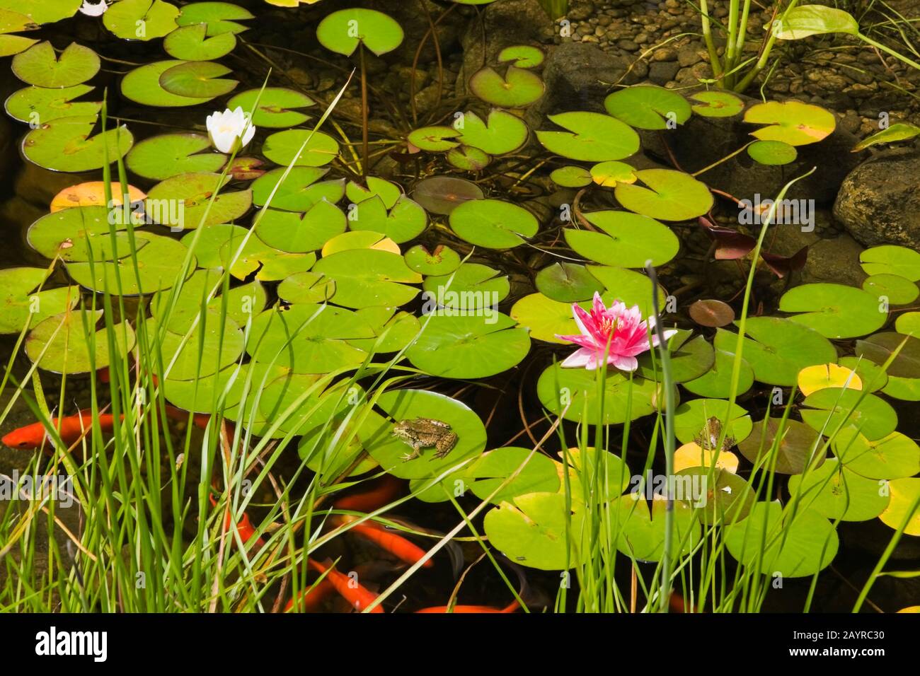 Typha minima - Dwarf Cattails, pink Nymphaea 'Attraction' white 'Gonnere' -Water Lilies, Pondeteria cordata - Pickerel Weed, Carassius auratus in pond Stock Photo