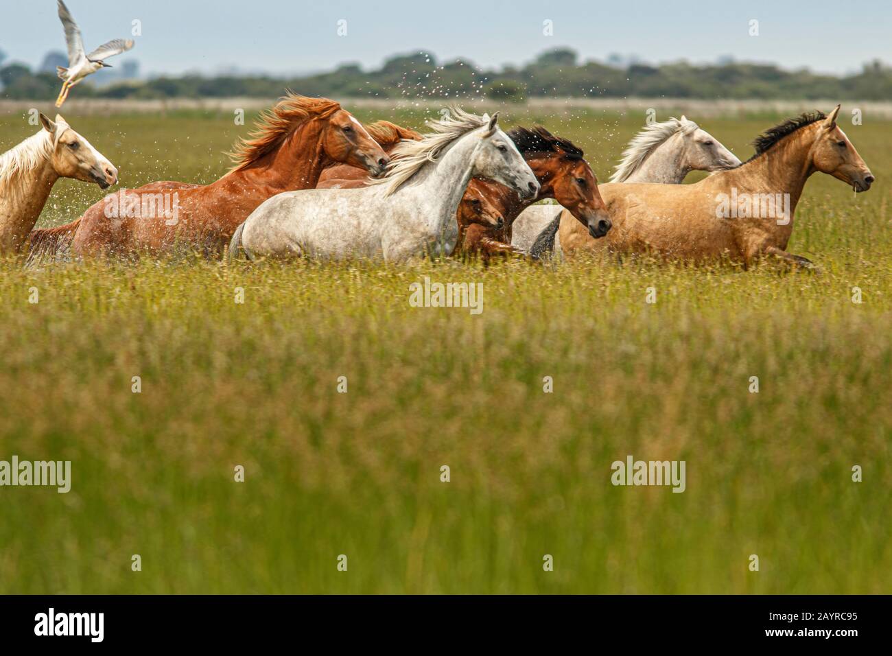 Horses running through marsh Stock Photo Alamy