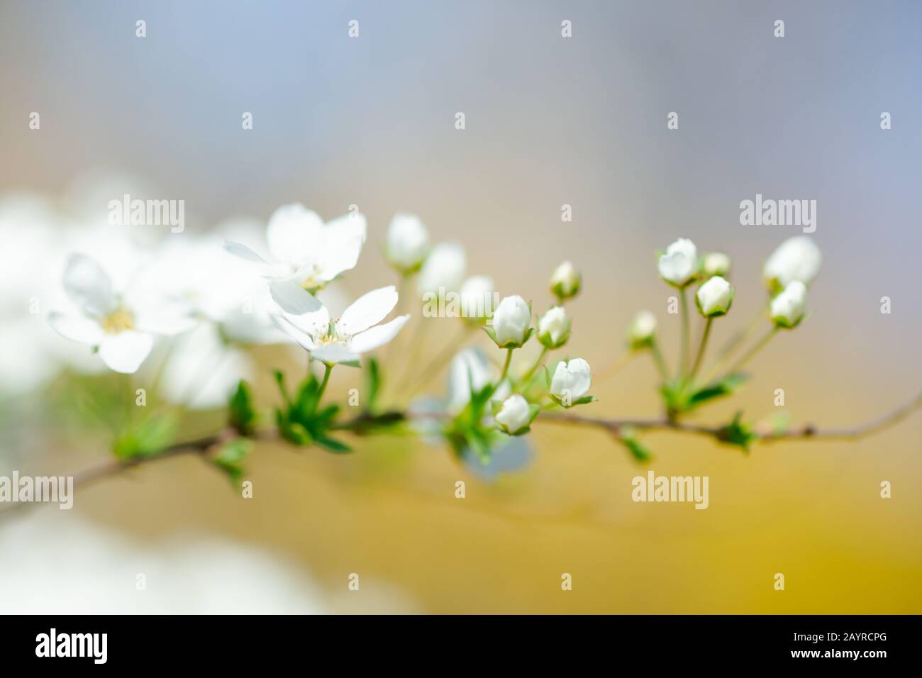 Cerasus besseyi L.H.Bailey Lunell white small flowers on branches. Dwarf cherry blossoms in spring. The background for spring screensaver. Spring time Stock Photo