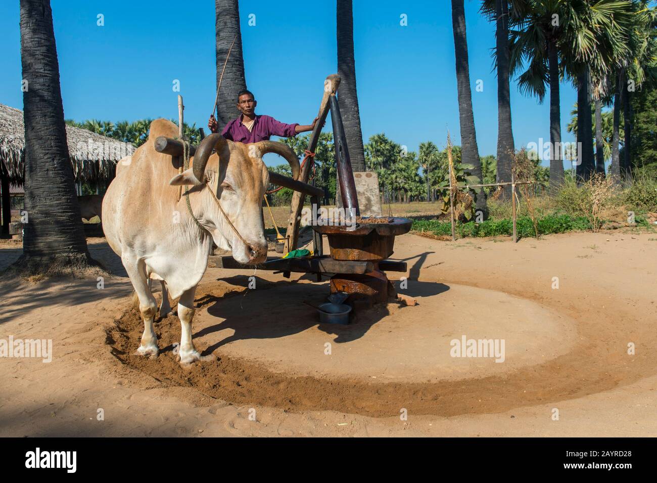 A farmer is using an ox to grind peanuts to extract the peanut oil in Bagan, Myanmar. Stock Photo